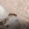 Lasius claviger