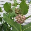 Milkweed