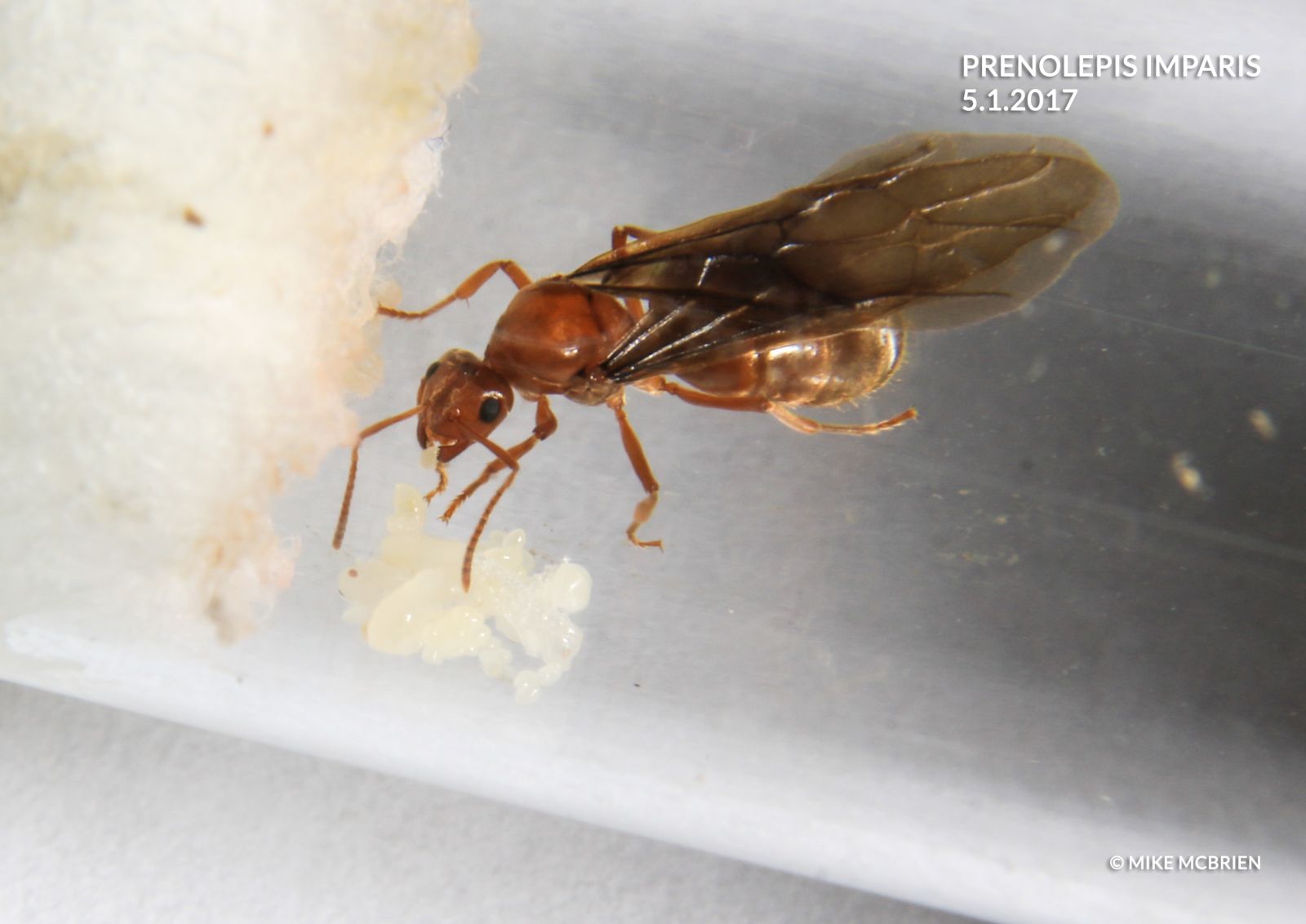 Queen With Wings Larvae And Eyes