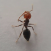 crematogaster scutellaris