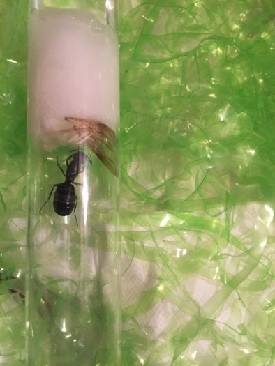 Ant Queen 1st