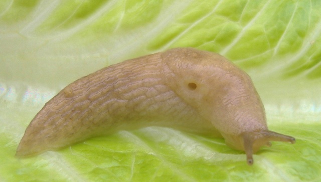 gray field slug