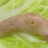 gray field slug
