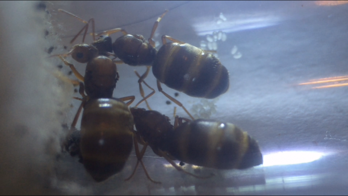 Polygyne colony with eggs