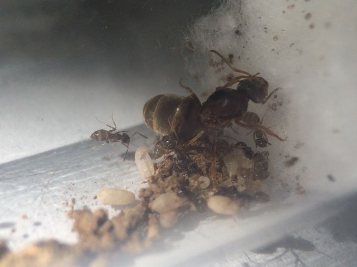 Lasius Alienus (1)