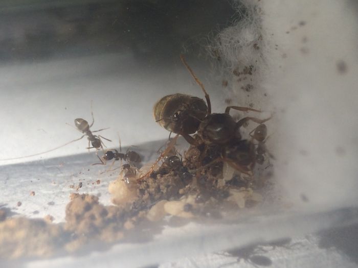 Lasius Alienus (3)