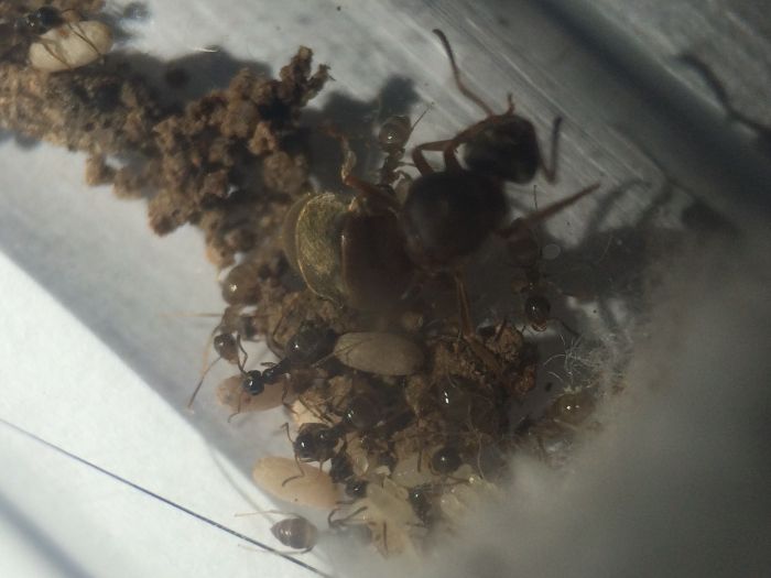 Lasius Alienus (2)