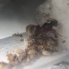 Lasius Alienus (1)