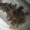 Lasius Alienus (2)