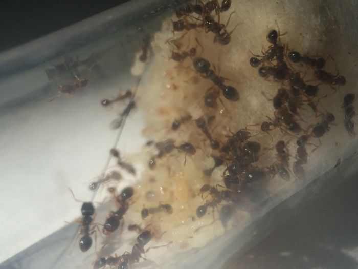 Tetramorium sp. e (1)