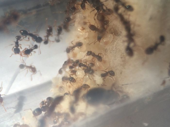 Tetramorium sp. e (2)