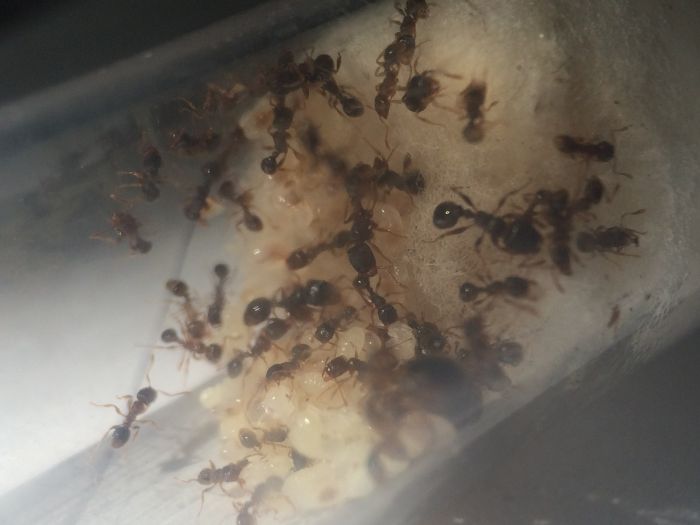 Tetramorium sp e (3)