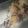 Tetramorium sp. e (1)