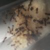 Tetramorium sp e (3)