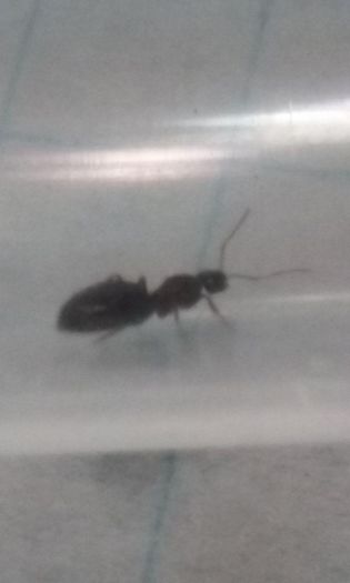 Queen ID #1 Queen ID #1