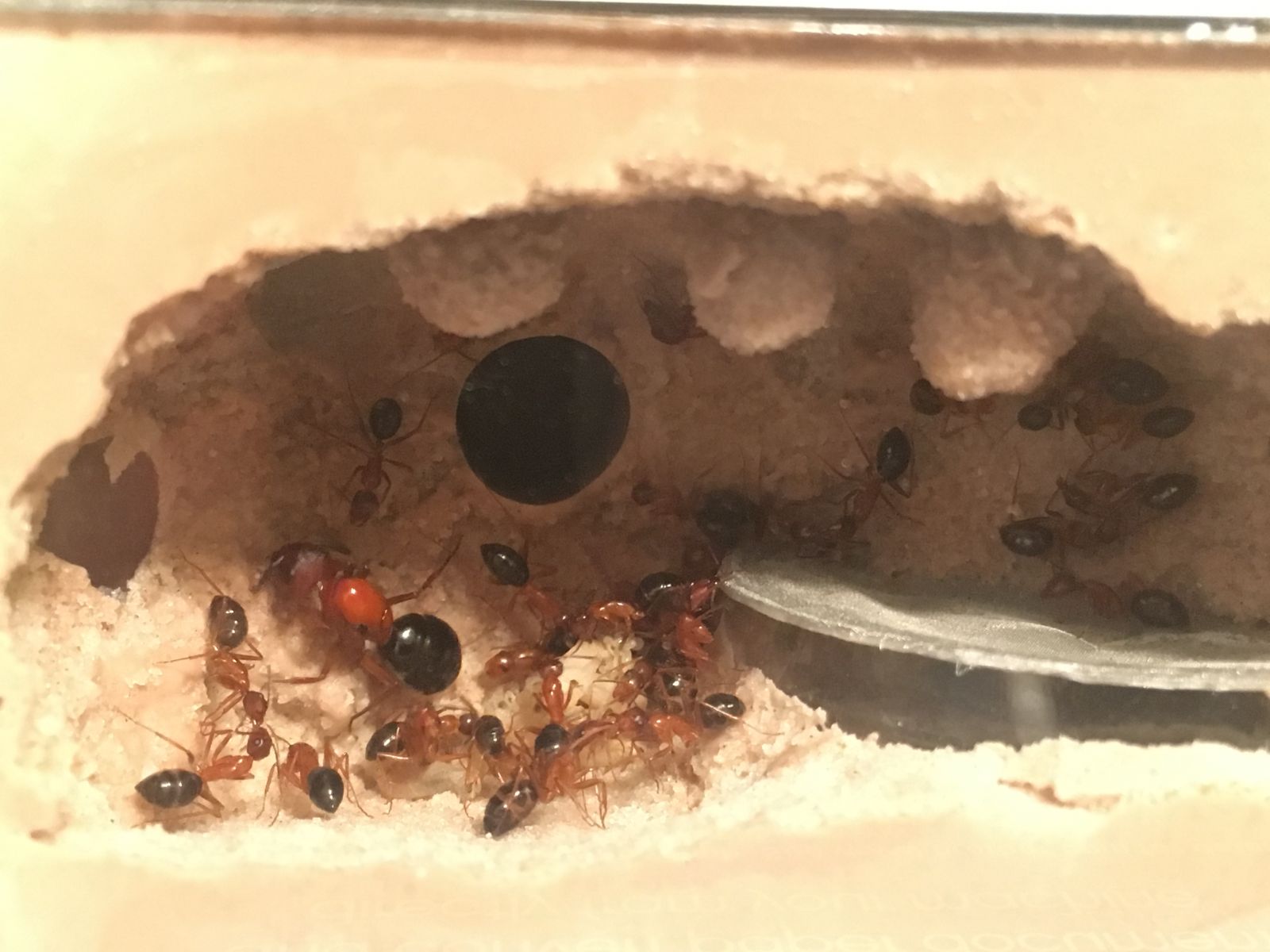 Camponotus floridanus in a THA Minihearth