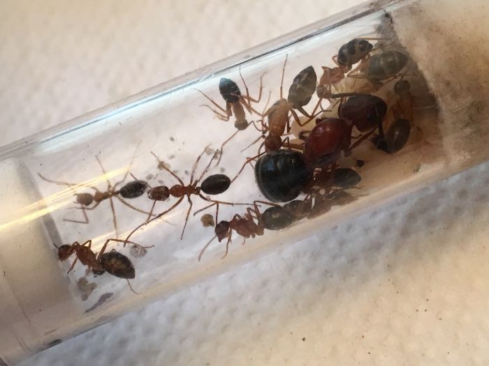 Camponotus floridanus (~13 workers)