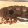Camponotus floridanus in a THA Minihearth
