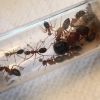 Camponotus floridanus (~13 workers)