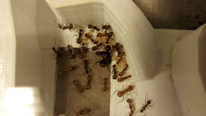 Camponotus nicobarensis Nest I