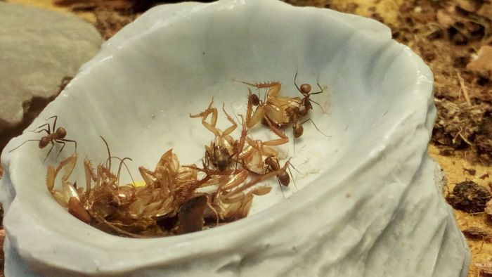 Camponotus nicobarensis Feeding I