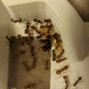 Camponotus nicobarensis Nest I