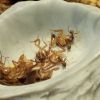 Camponotus nicobarensis Feeding I