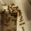 Camponotus nicobarensis Nest II