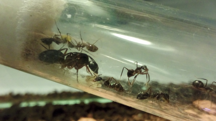 Camponotus rufipes I