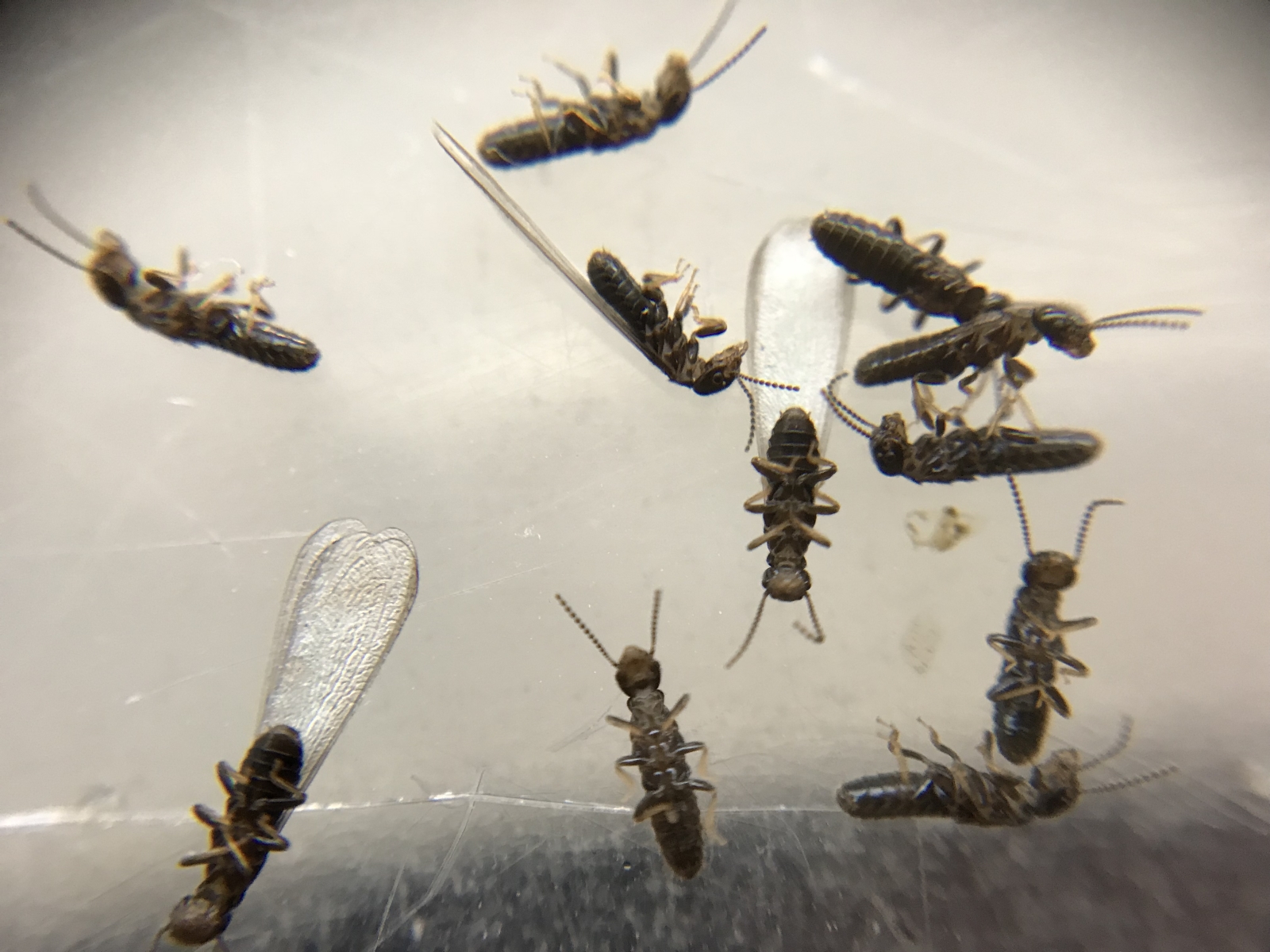 termites termites