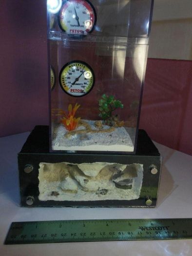 Medium sized formicarium