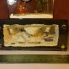 medium sized formicarium with led lights