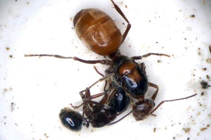 Myrmecocystus wheeleri queen with Camponotus anthrax attached
