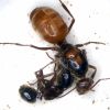 Myrmecocystus wheeleri queen with Camponotus anthrax attached