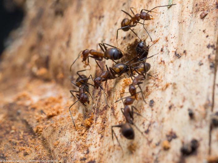 Nest building