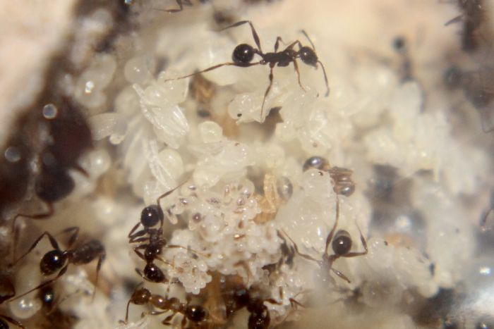 Pheidole obscurithorax