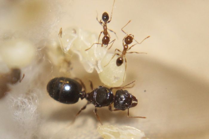 Pheidole megacephala