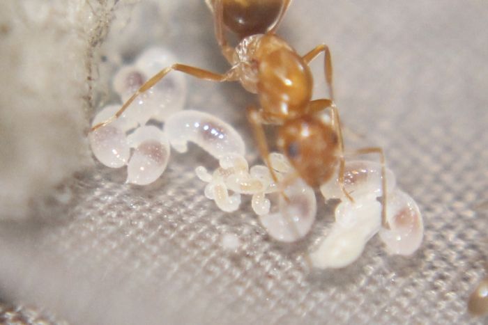 Dorymyrmex bureni