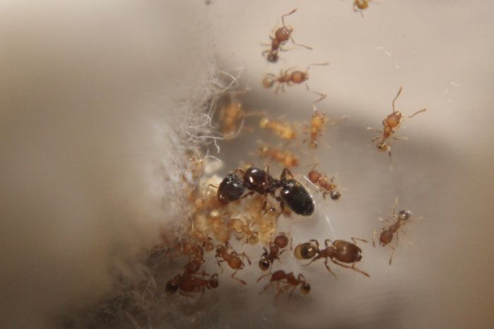 Pheidole navigans