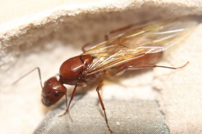 Camponotus castaneus