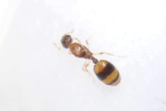 Temnothorax curvispinosus