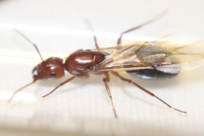 Camponotus decipiens