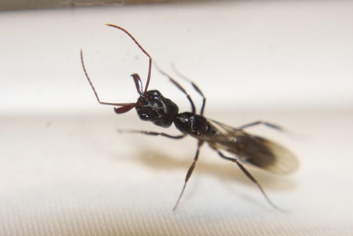 Odontomachus haematodus queen