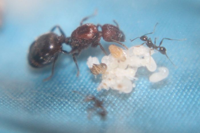 Pheidole obscurithorax