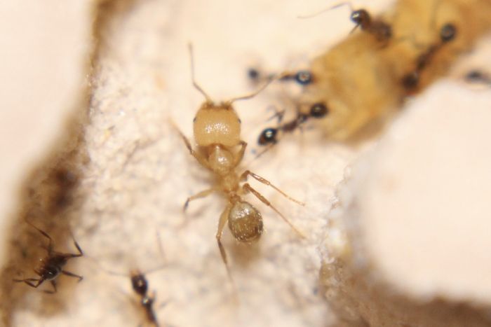 Pheidole obscurithorax