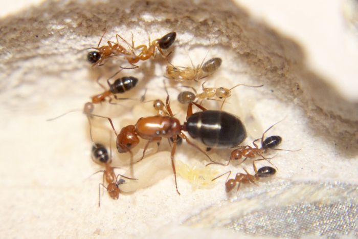 Camponotus discolor