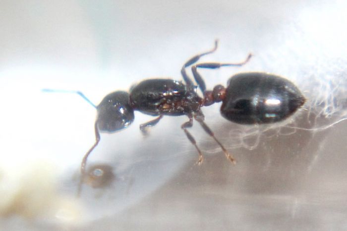 Crematogaster ashmeadi