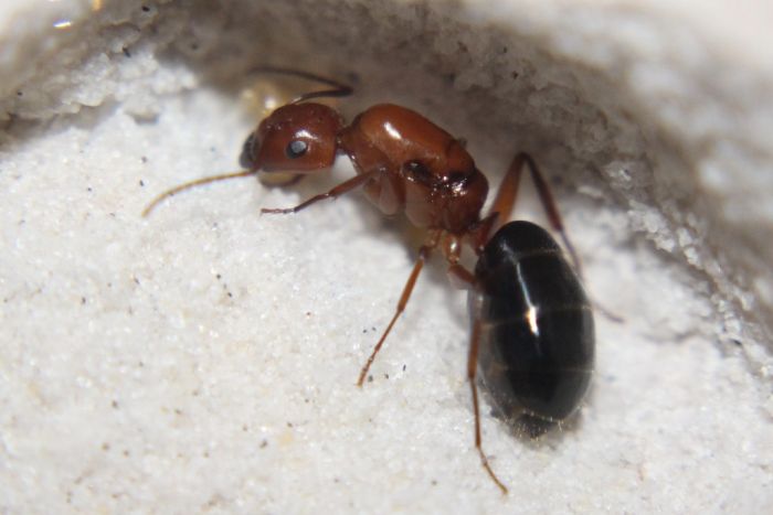 Camponotus decipiens