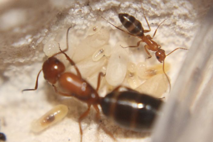 Camponotus decipiens