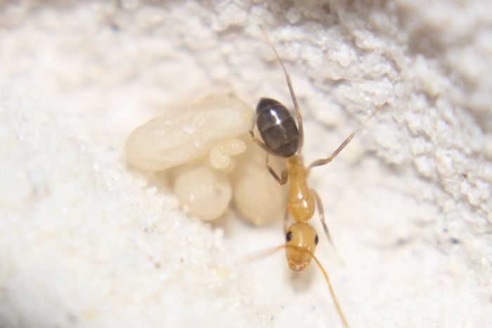 Camponotus decipiens